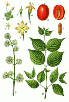 CornusMasbotanical