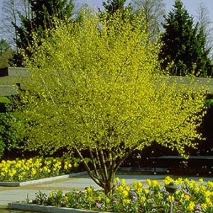 cornusmastree
