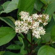 corunusalbasibirica-flower