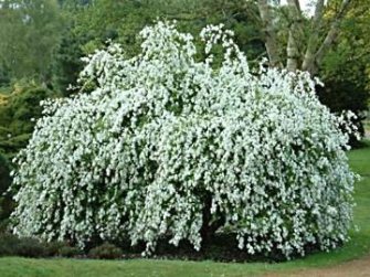 exochordaxmacranthathebride-shrub